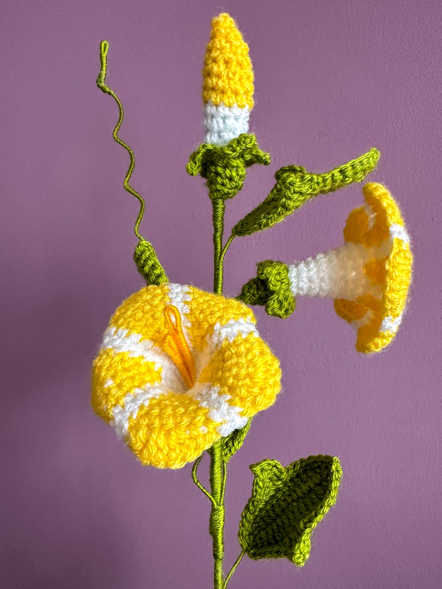 Moonflower
