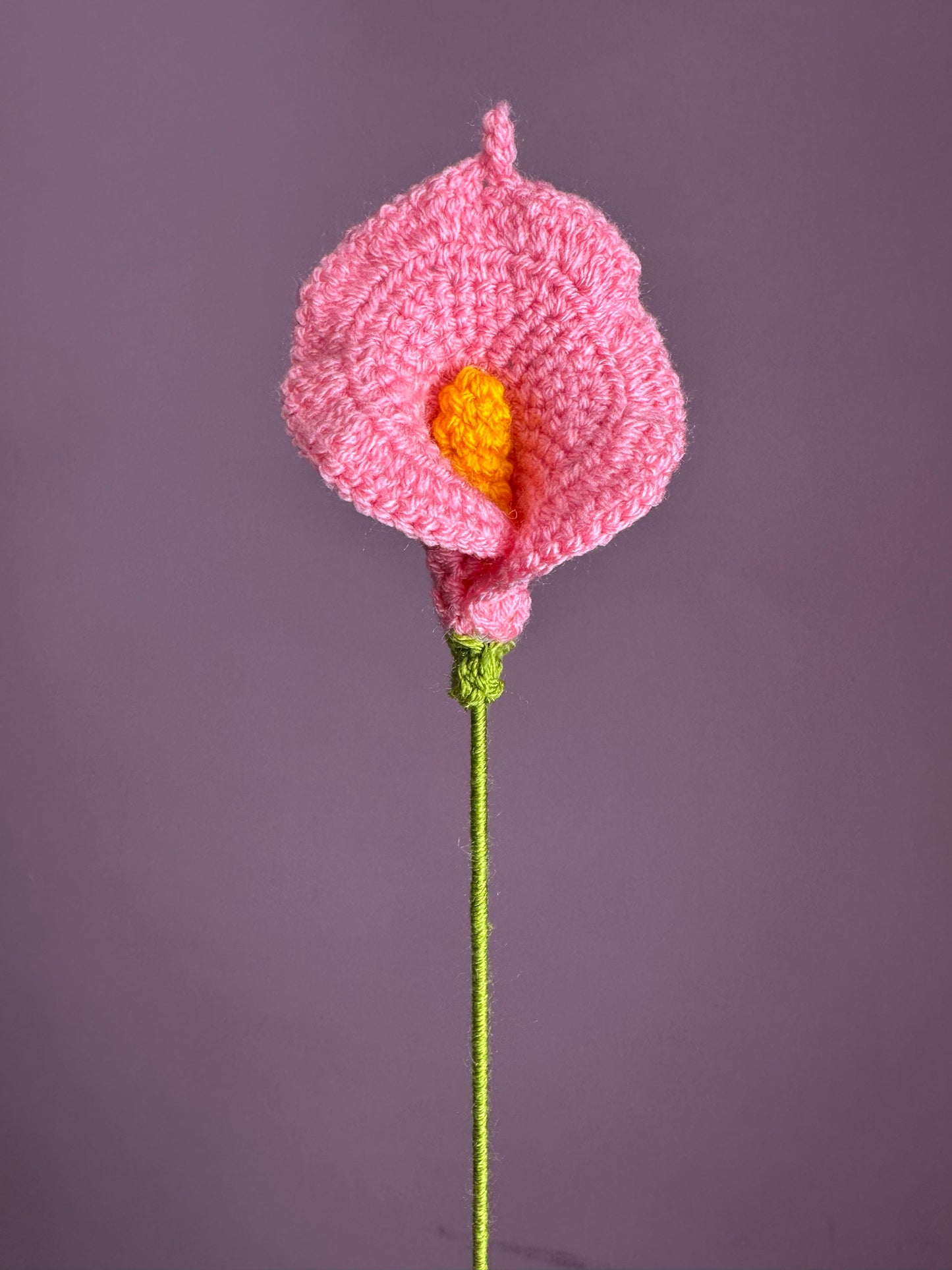 Calla Lily